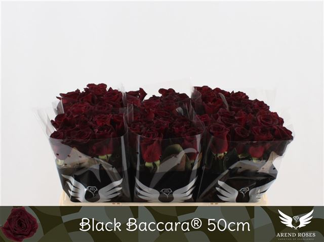 Black Baccara Интернет Магазин Декор