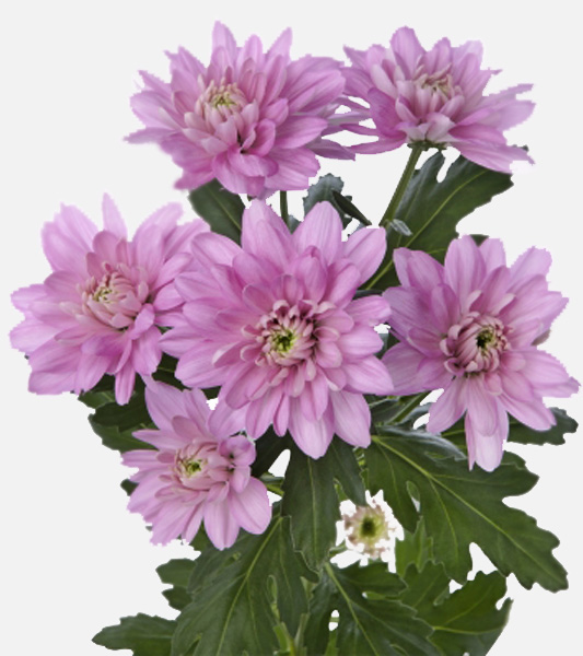 Хризантема "Baltica Pink" ветка