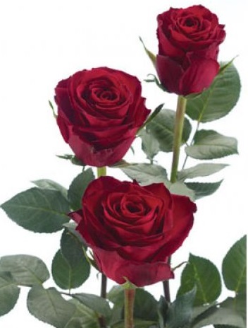 Роза "Madame Red"