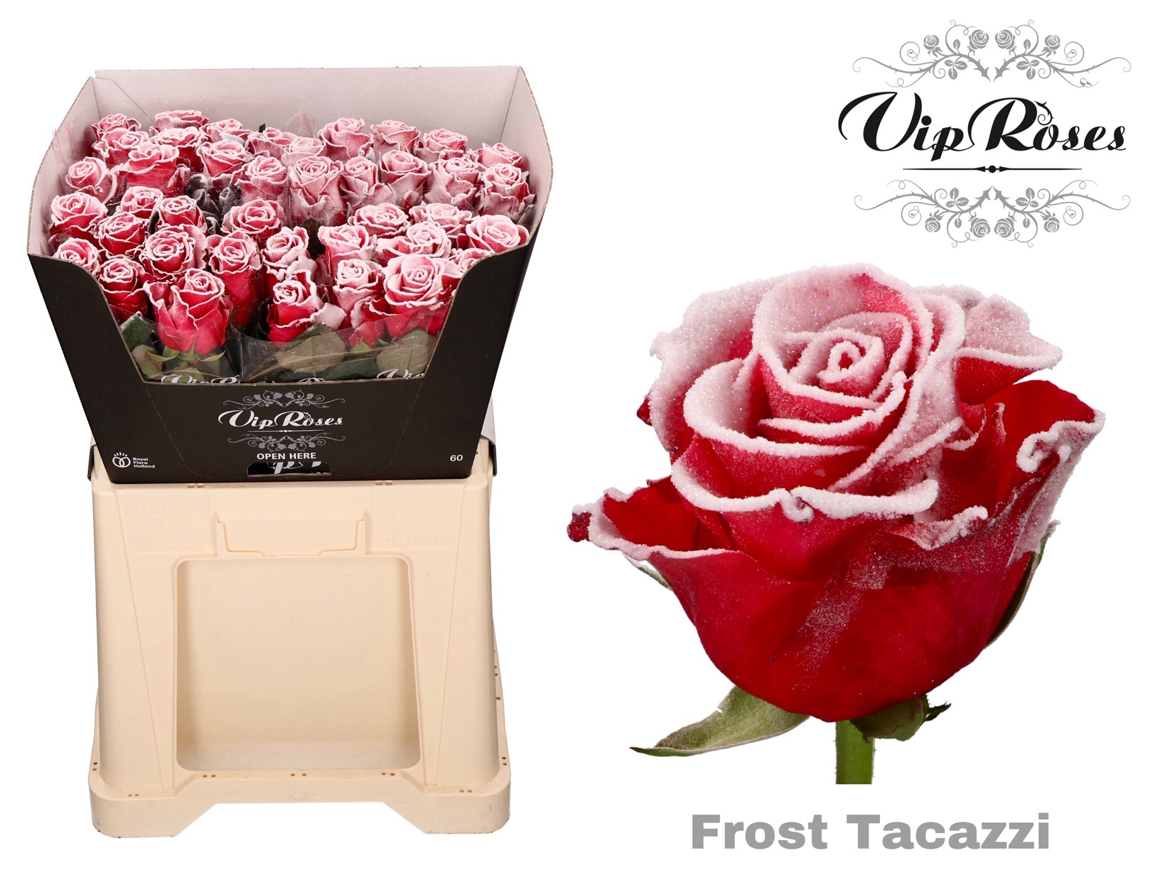 Роза "Frost Tacazzi"