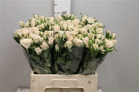 Роза "Royal Porcelina" ветка