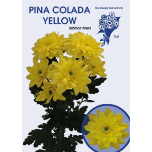 Хризантема "Pina Colada Yellow" ветка