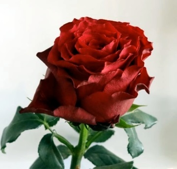 Роза "Rhodos"