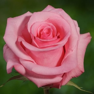 Роза "Opala"