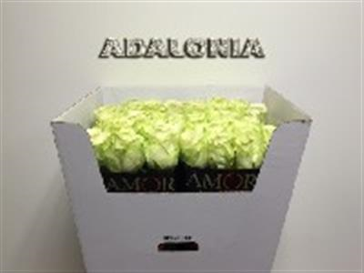 Роза "Adalonia"