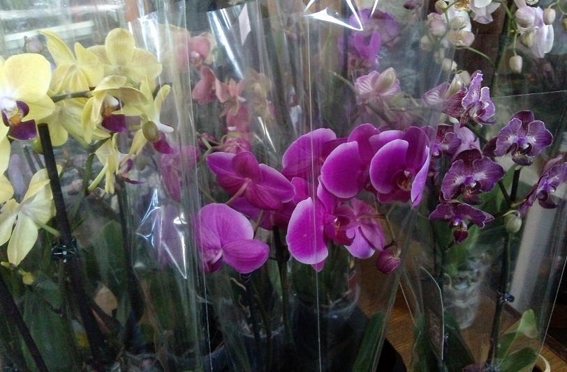 Купить орхидею в чебоксарах. Орхидея Орхорай. Орхидея фаленопсис Mix 9785. Фаленопсис Богемия. Фаленопсис микс с 1 цветоносом.