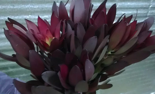 Левкадендрон