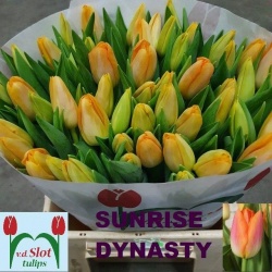 Тюльпан "Sunris Dynasty"