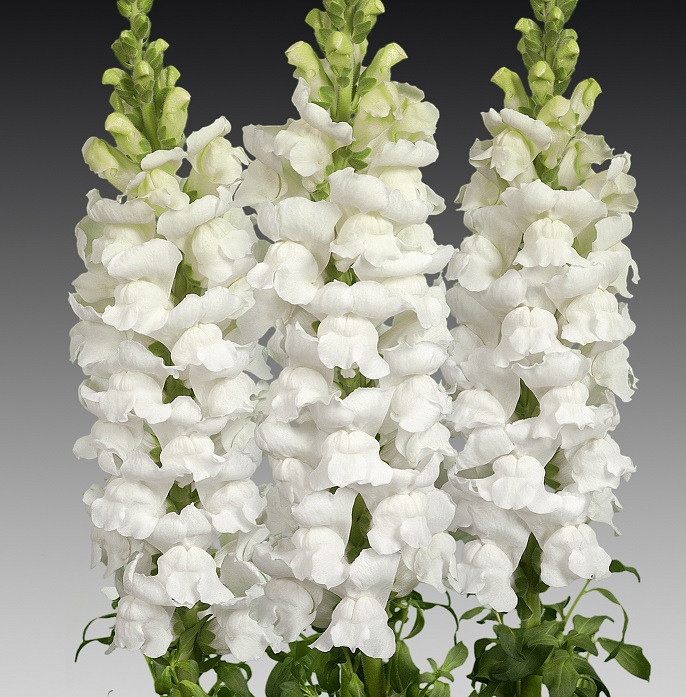 Антирринум (Львиный Зев) белый