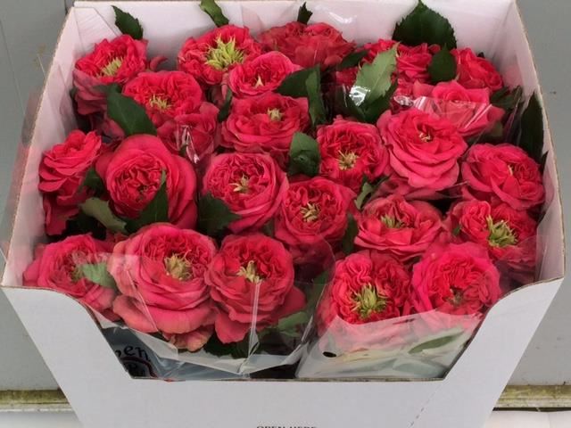 Роза "Island Laguna"